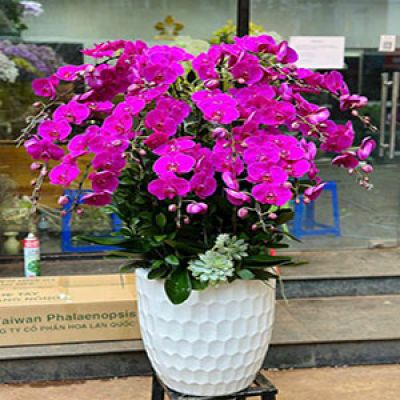 Tiệm hoa tươi Xã Hồng Tiến Khoái Châu Hưng Yên