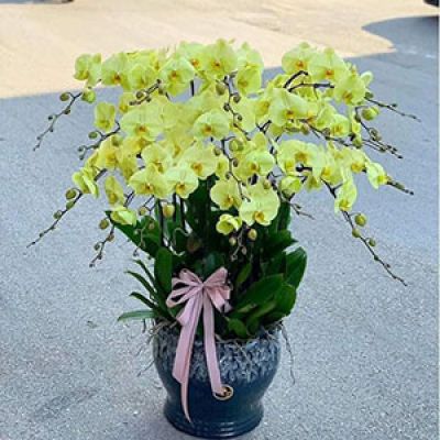 Dịch vụ hoa tươi Xã Hòa Bình Kiến Xương Thái Bình